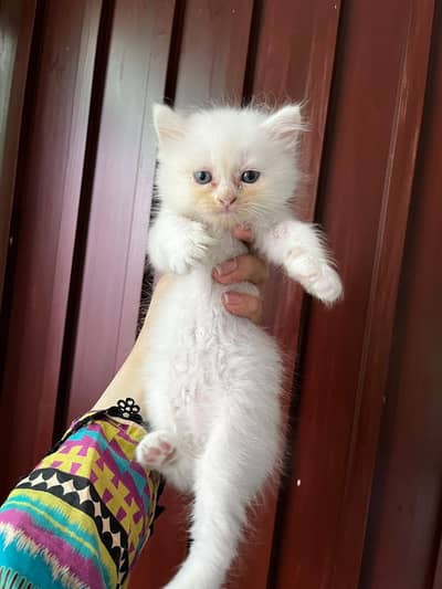 Double coated Persian kittens for sale