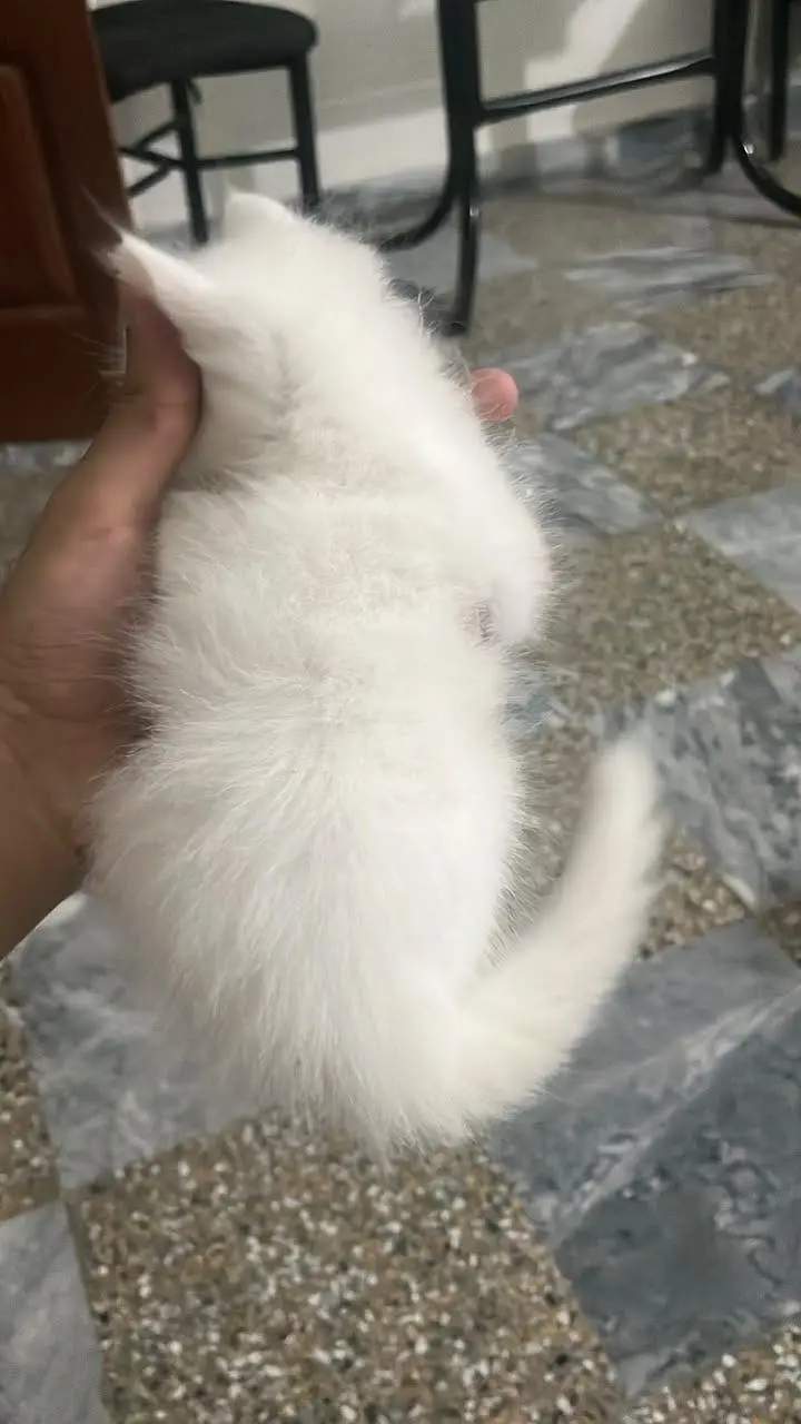 Double coated Persian kittens for sale — photo 9