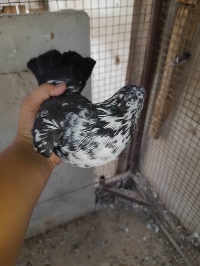 Urgent sale