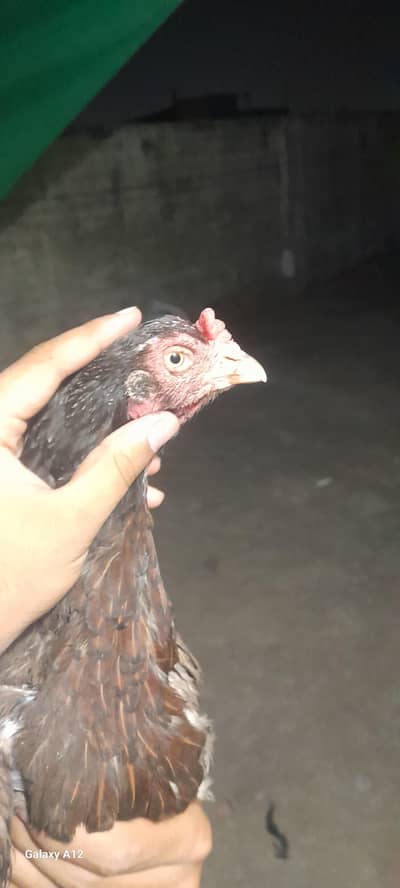 exchange with heera male