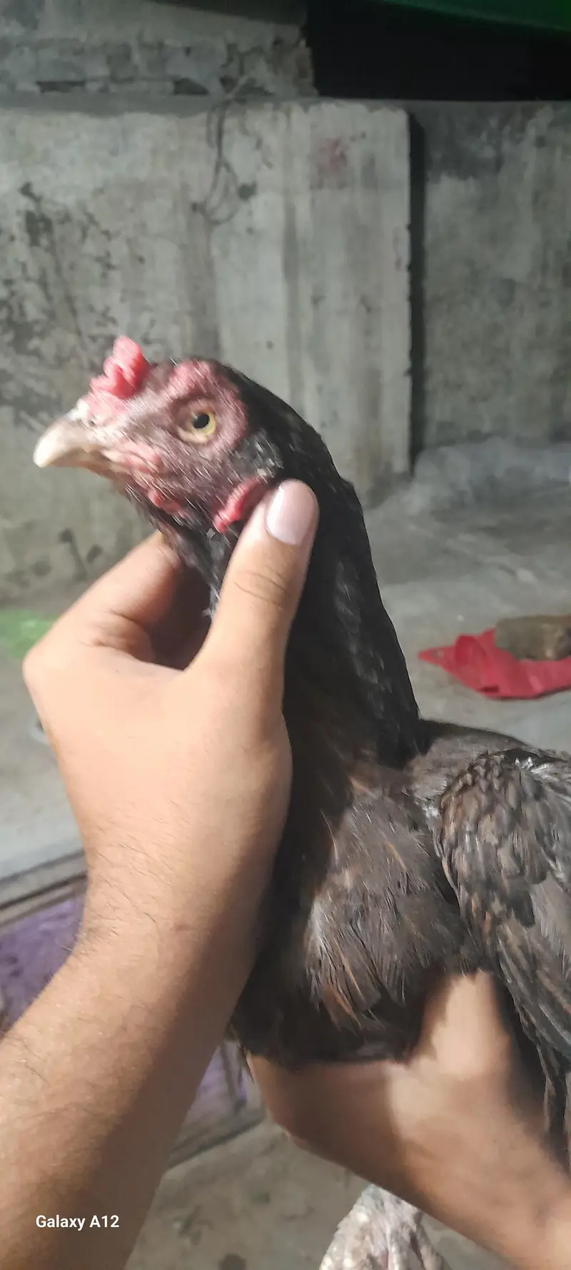exchange with heera male — photo 2
