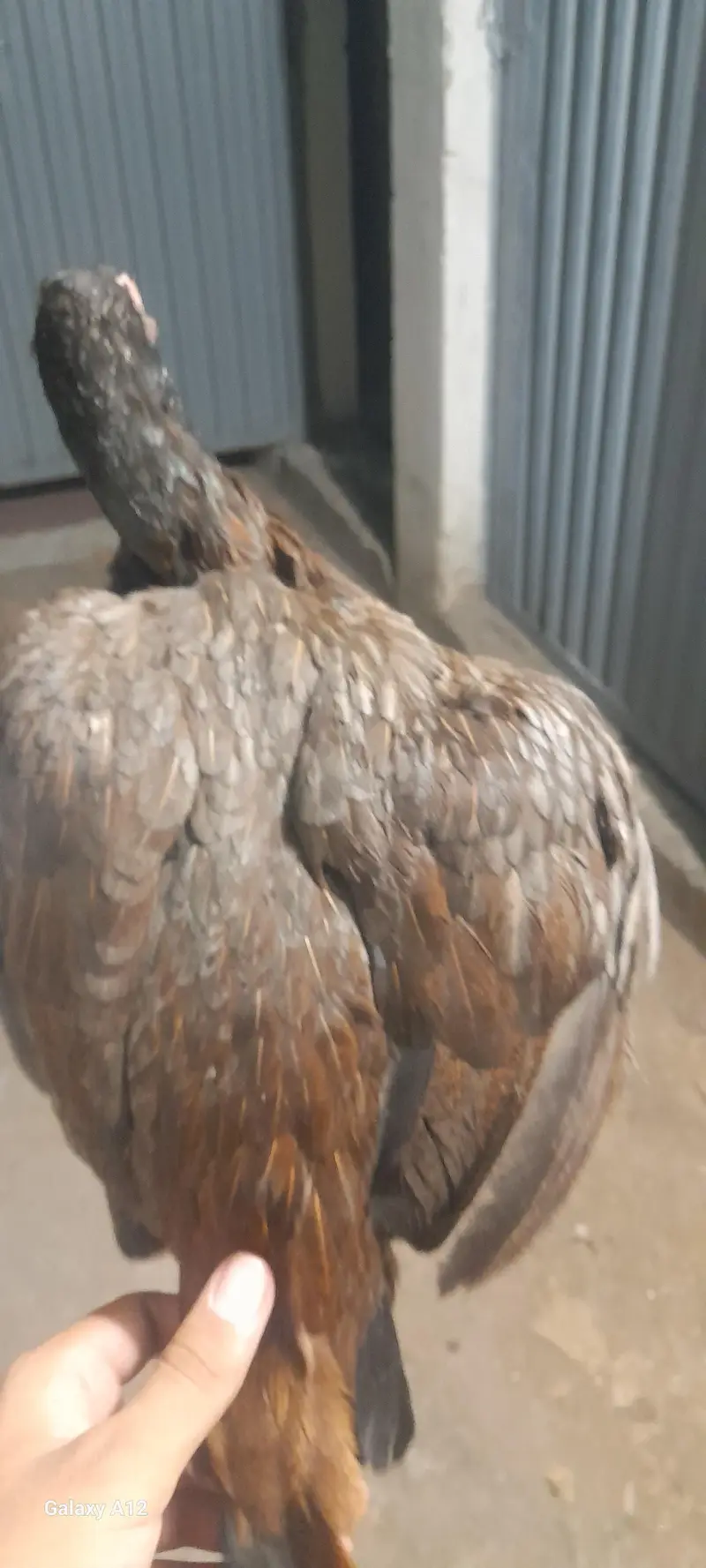 exchange with heera male — photo 4