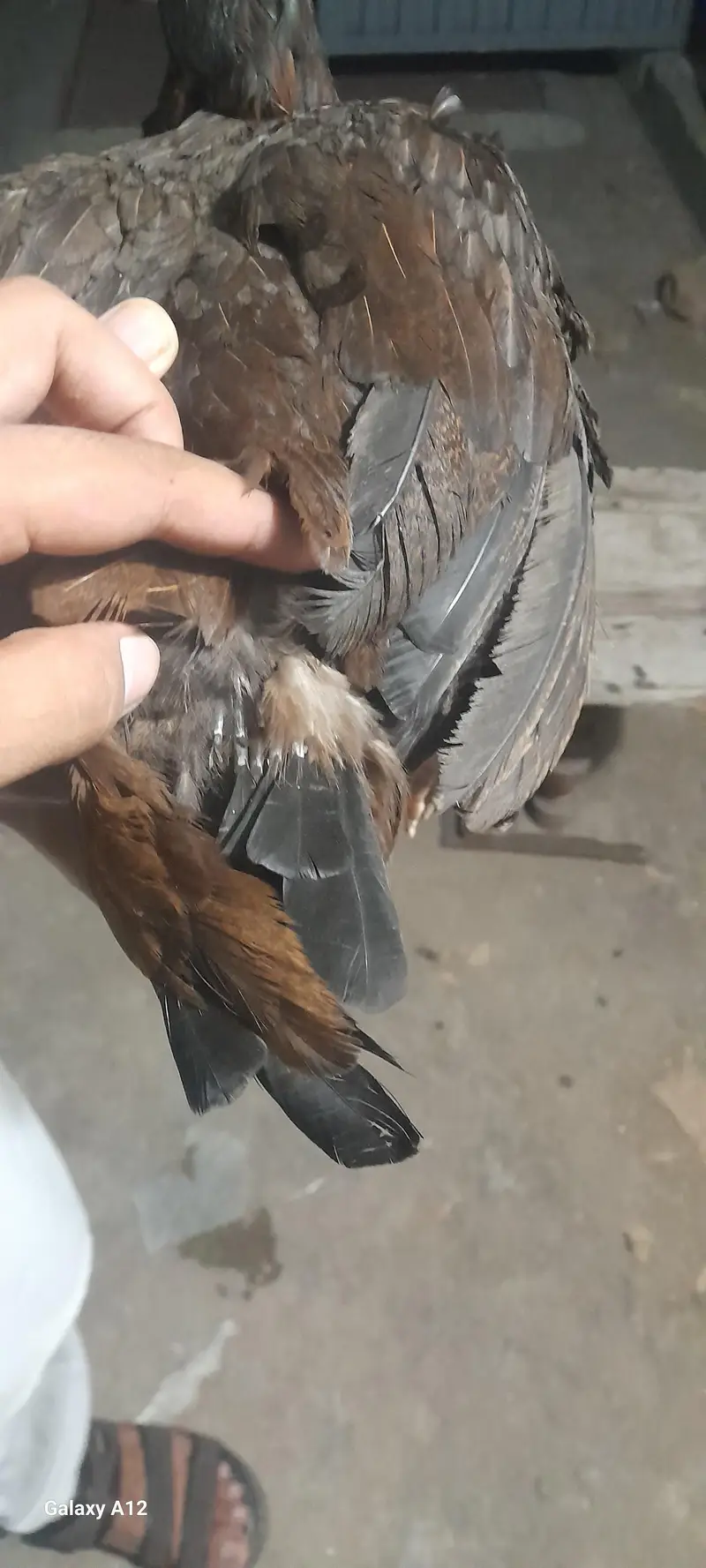 exchange with heera male — photo 5
