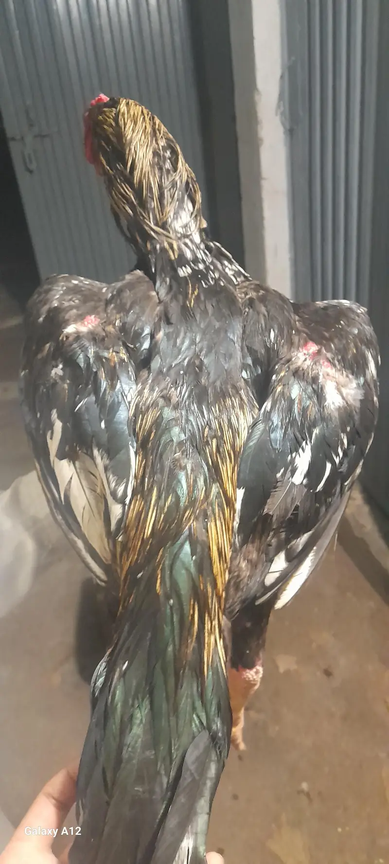 exchange with heera male — photo 6