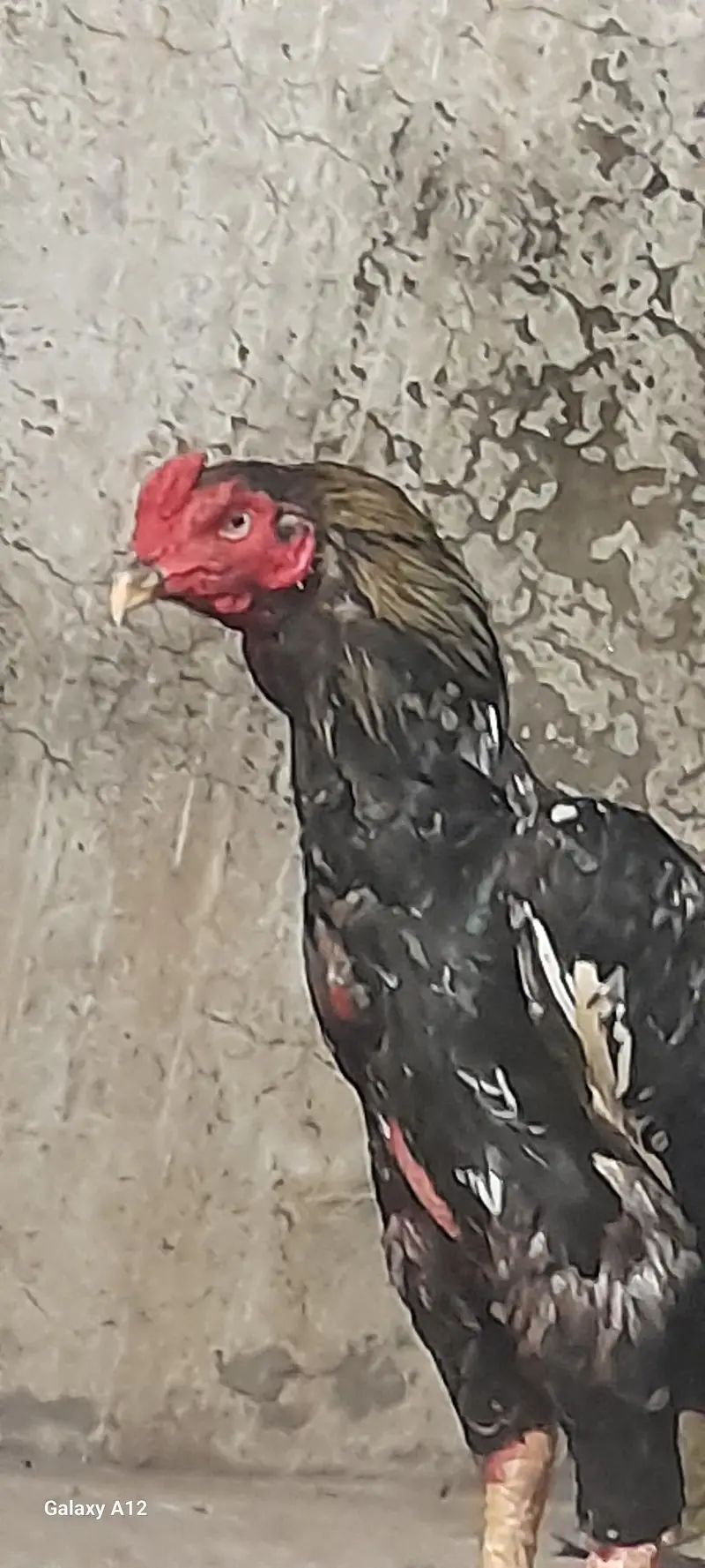 exchange with heera male — photo 8