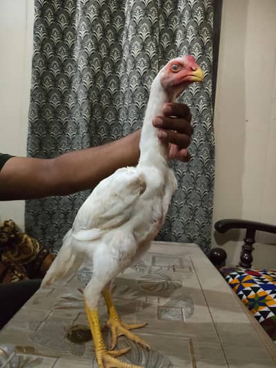 Shamo aseel chick 4month Rs 20000 2piece all type of aseel chick
