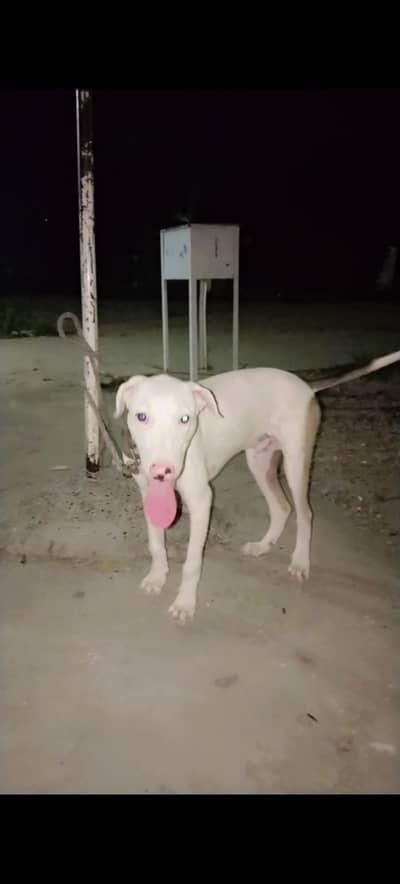 kuhati Gultair Dog