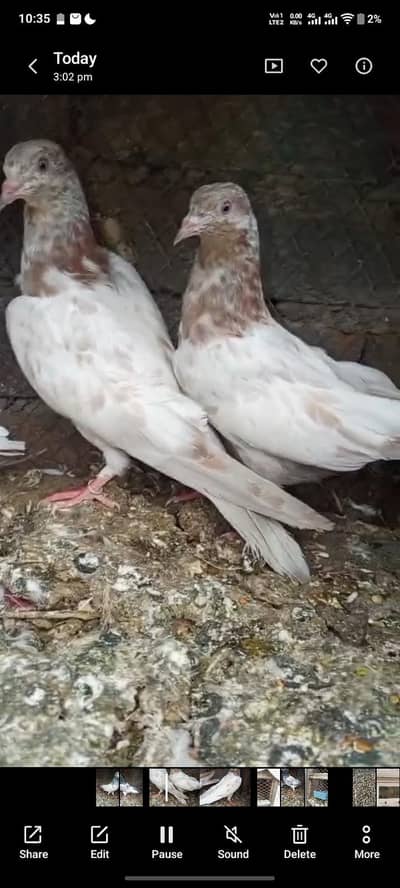 Indian lakhe