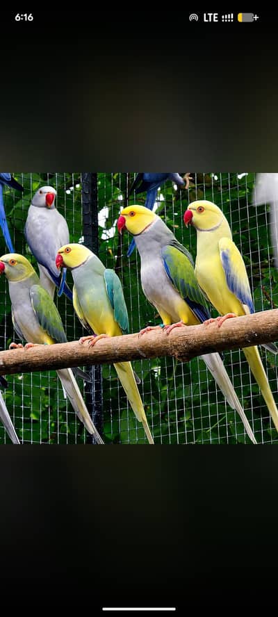 All type of birds required