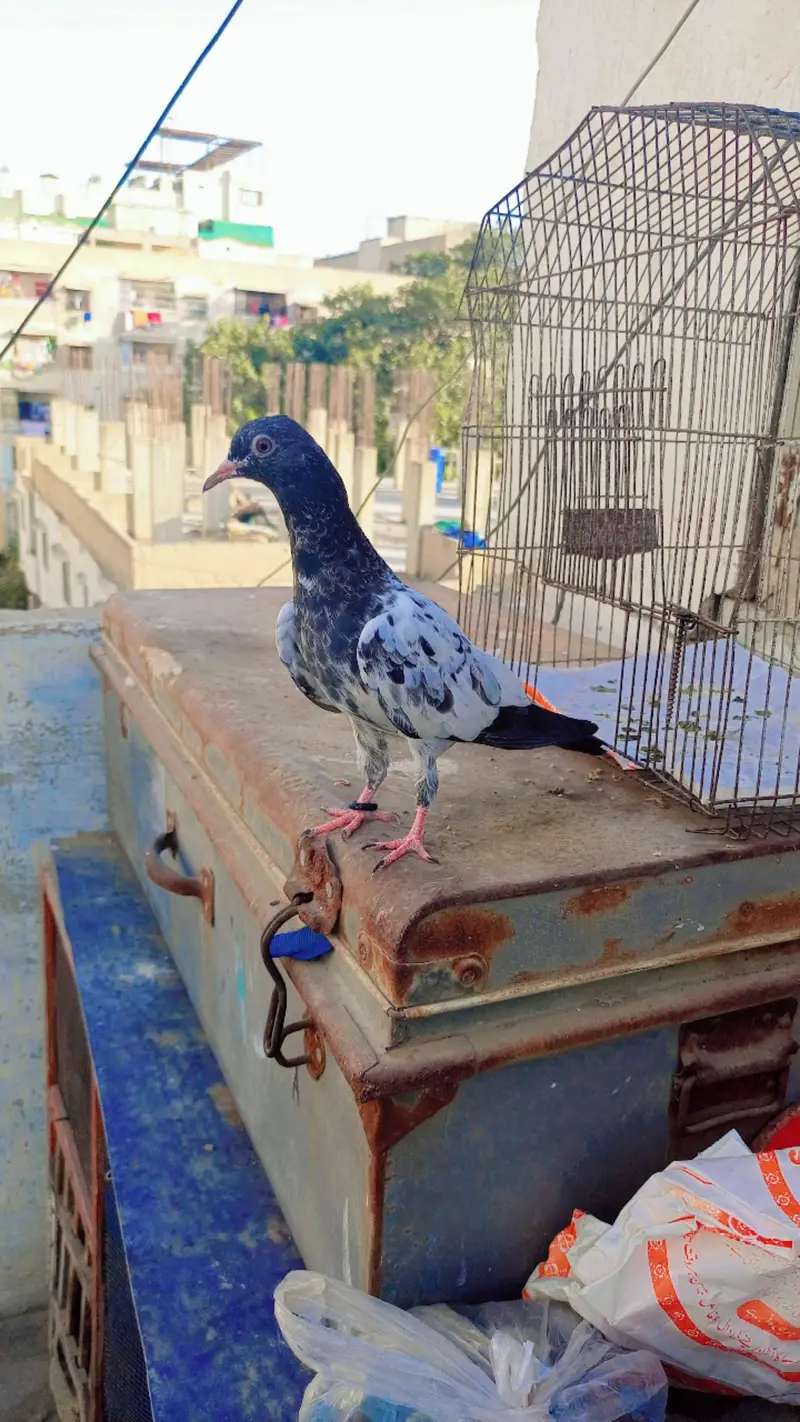 full hand tame pigeon — photo 6