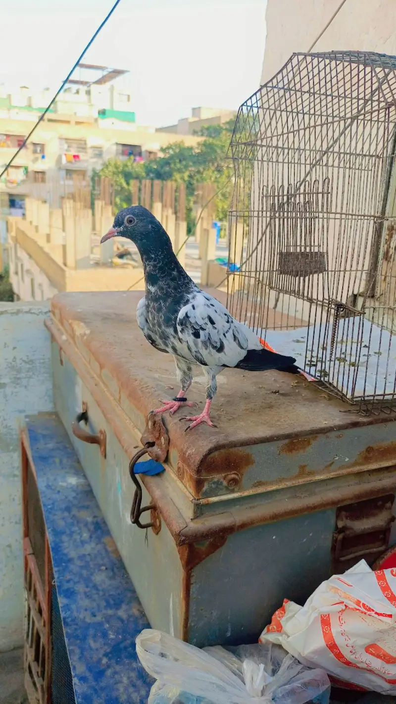 full hand tame pigeon — photo 7
