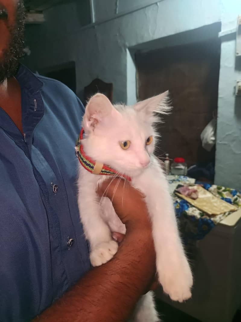 Percian Cat 0