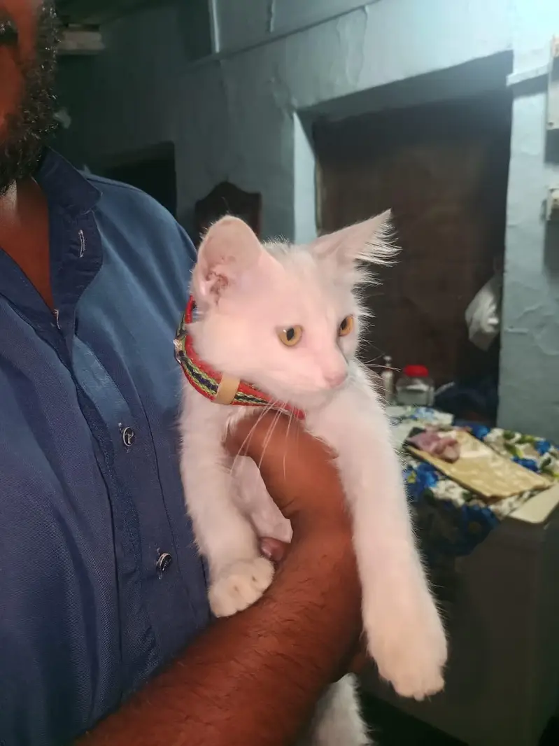 Percian Cat