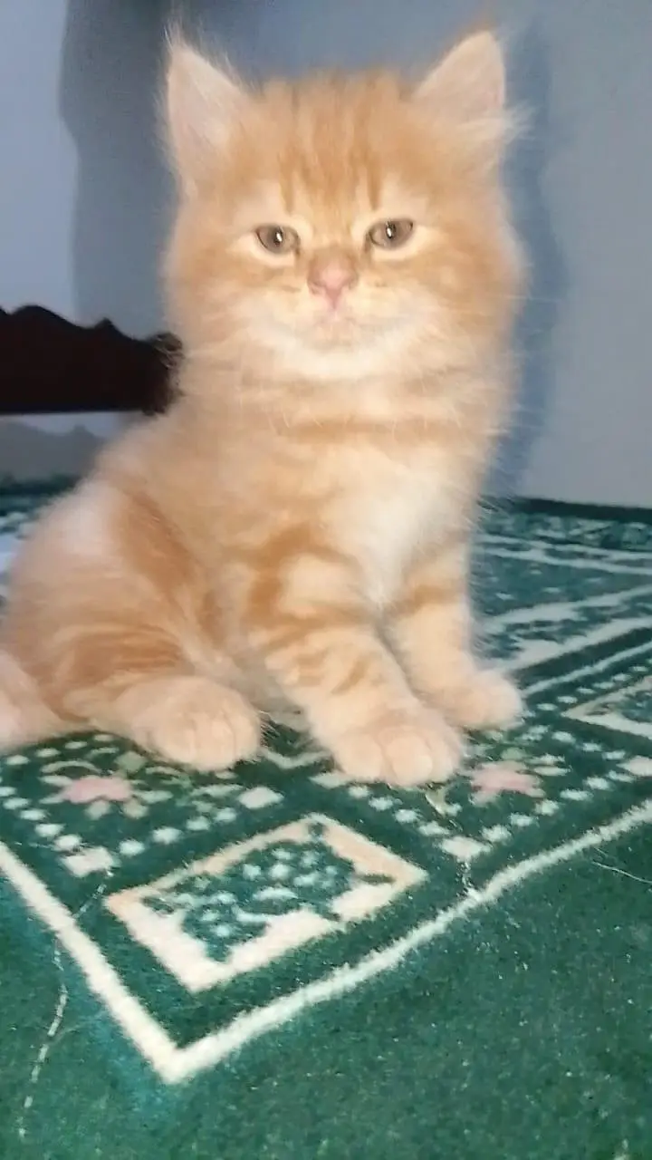 Female Persian Kitten for sale