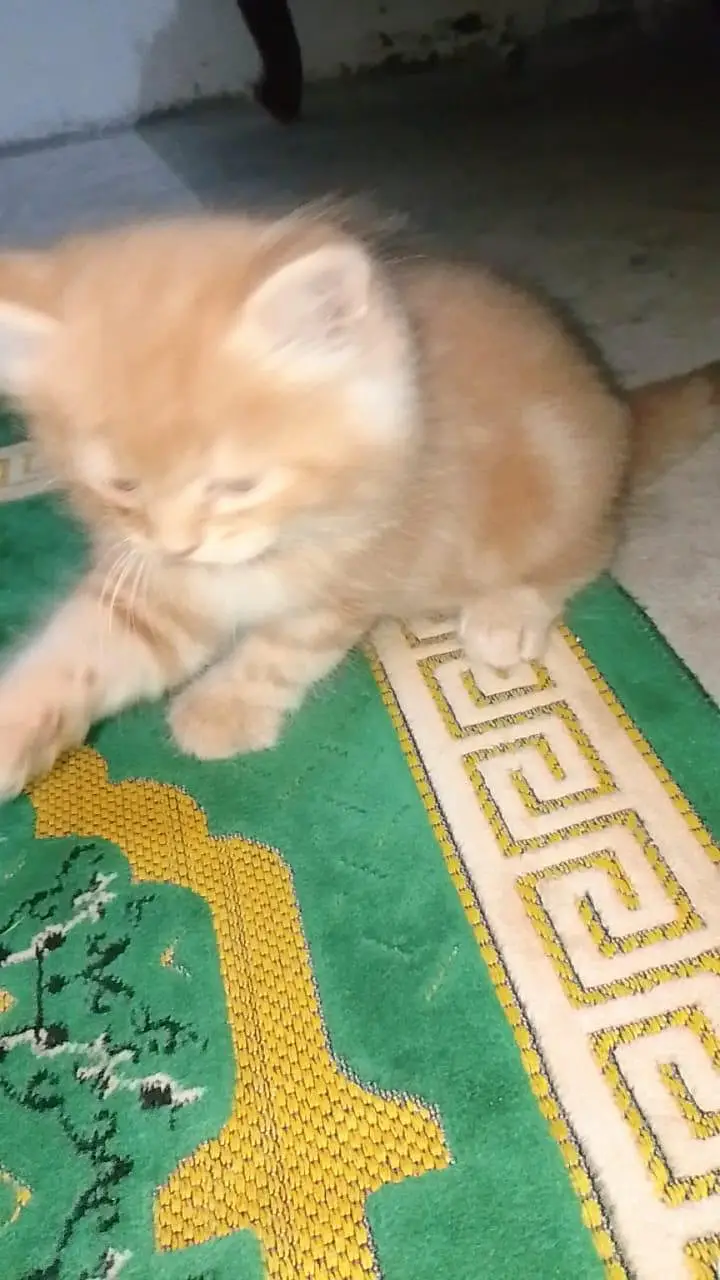 Female Persian Kitten for sale — photo 2