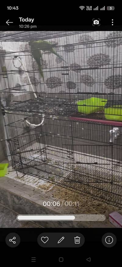 green ringneck