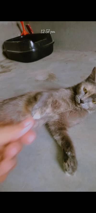 parsian short hair cats bohat friendly Hain full trained hain