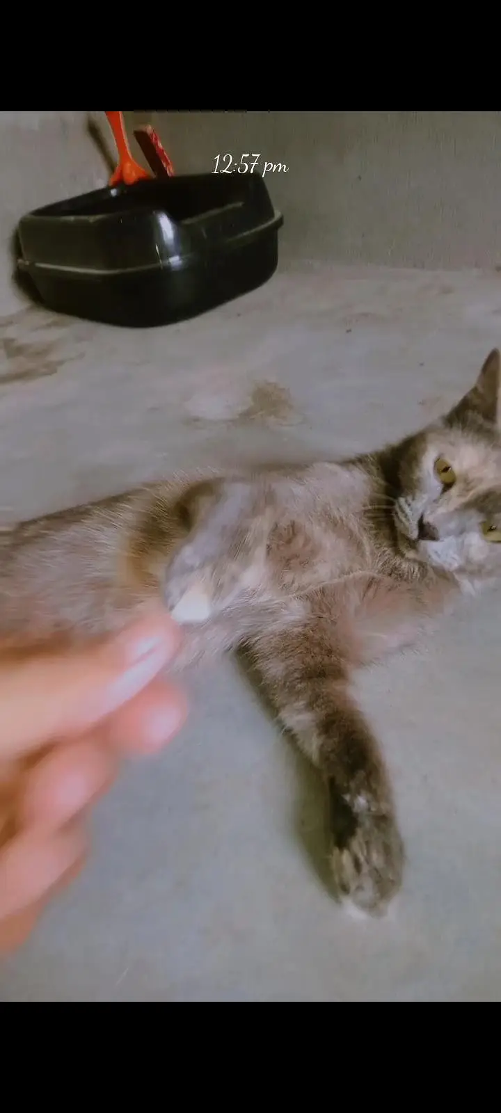 parsian short hair cats bohat friendly Hain full trained hain