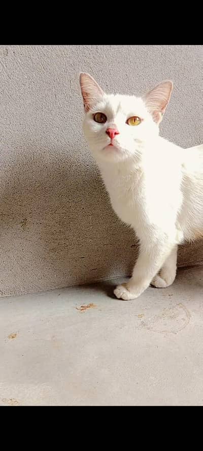 parsian short hair cats bohat friendly Hain full trained hain