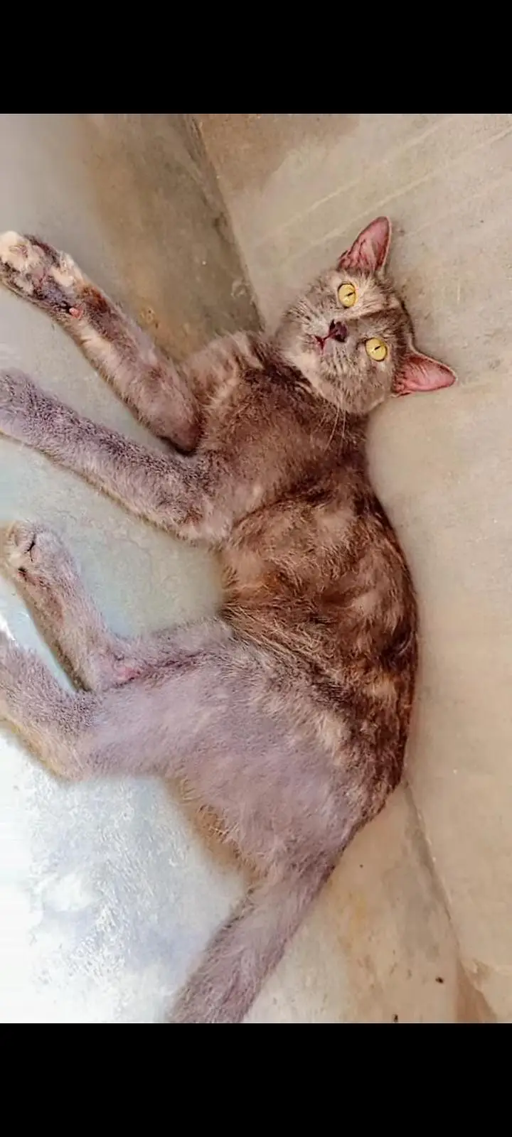 parsian short hair cats bohat friendly Hain full trained hain — photo 3