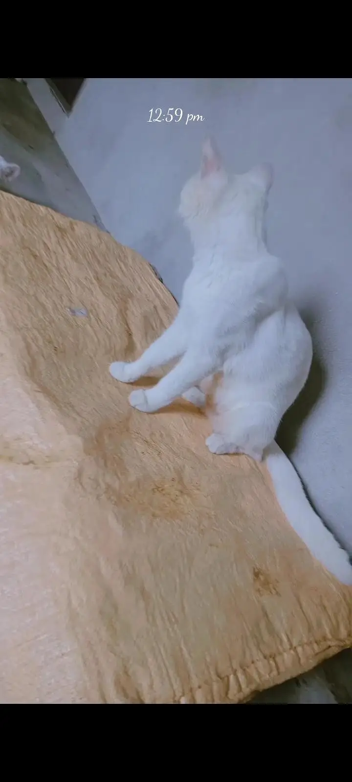 parsian short hair cats bohat friendly Hain full trained hain — photo 4