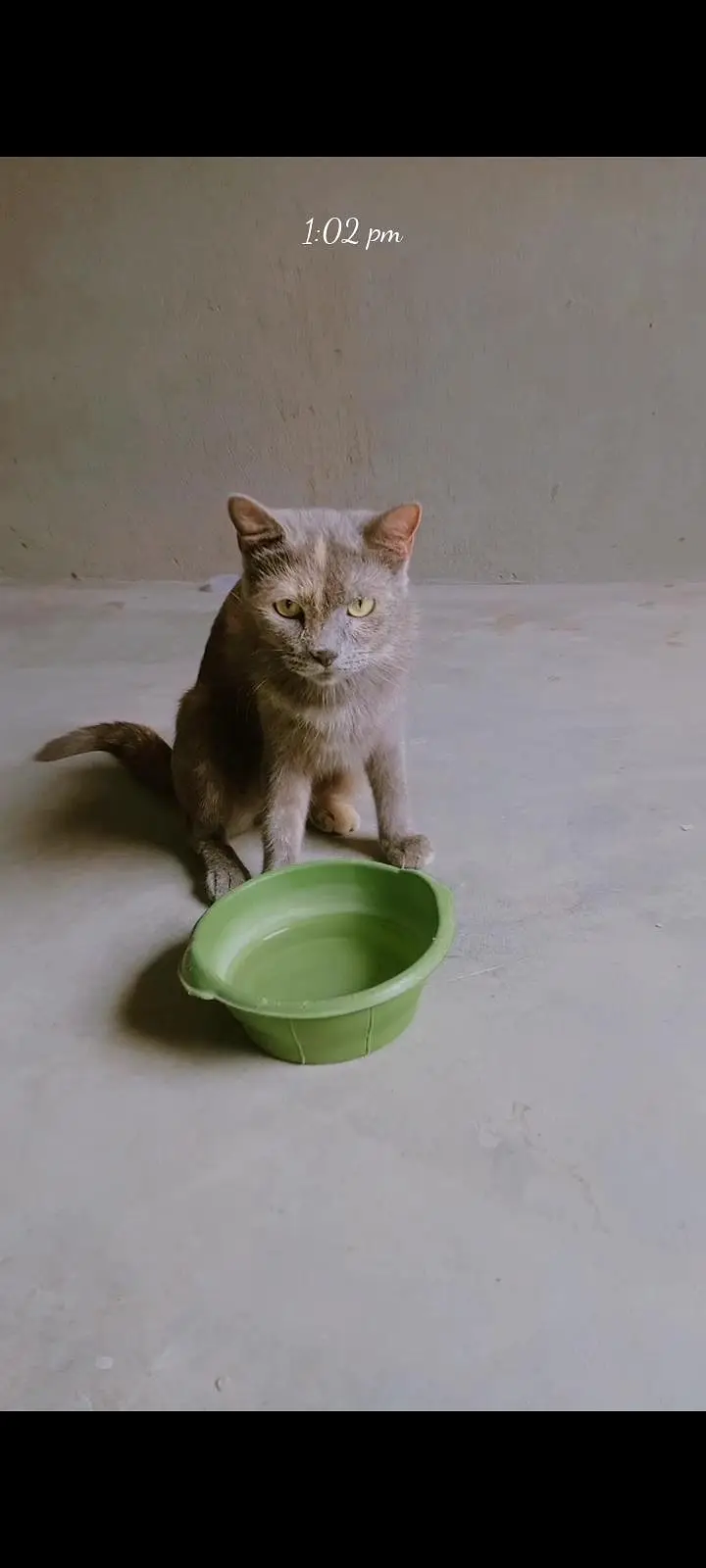 parsian short hair cats bohat friendly Hain full trained hain — photo 5