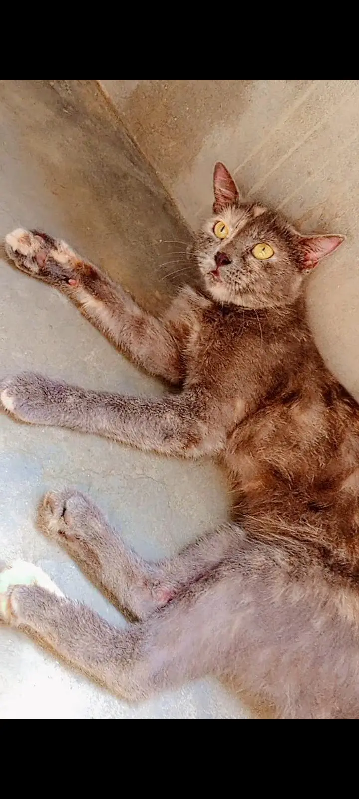 parsian short hair cats bohat friendly Hain full trained hain — photo 7
