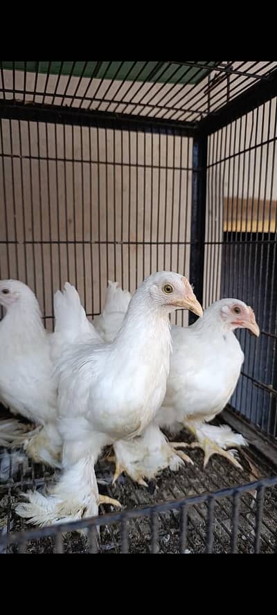 bantam | Milli flower | white silk bantam | white milli flower