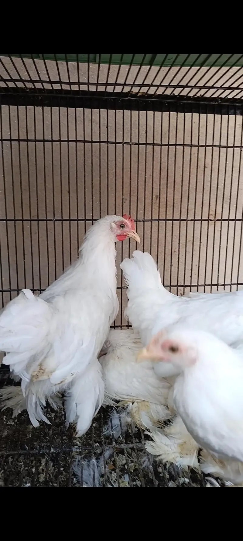 bantam | Milli flower | white silk bantam | white milli flower — photo 2