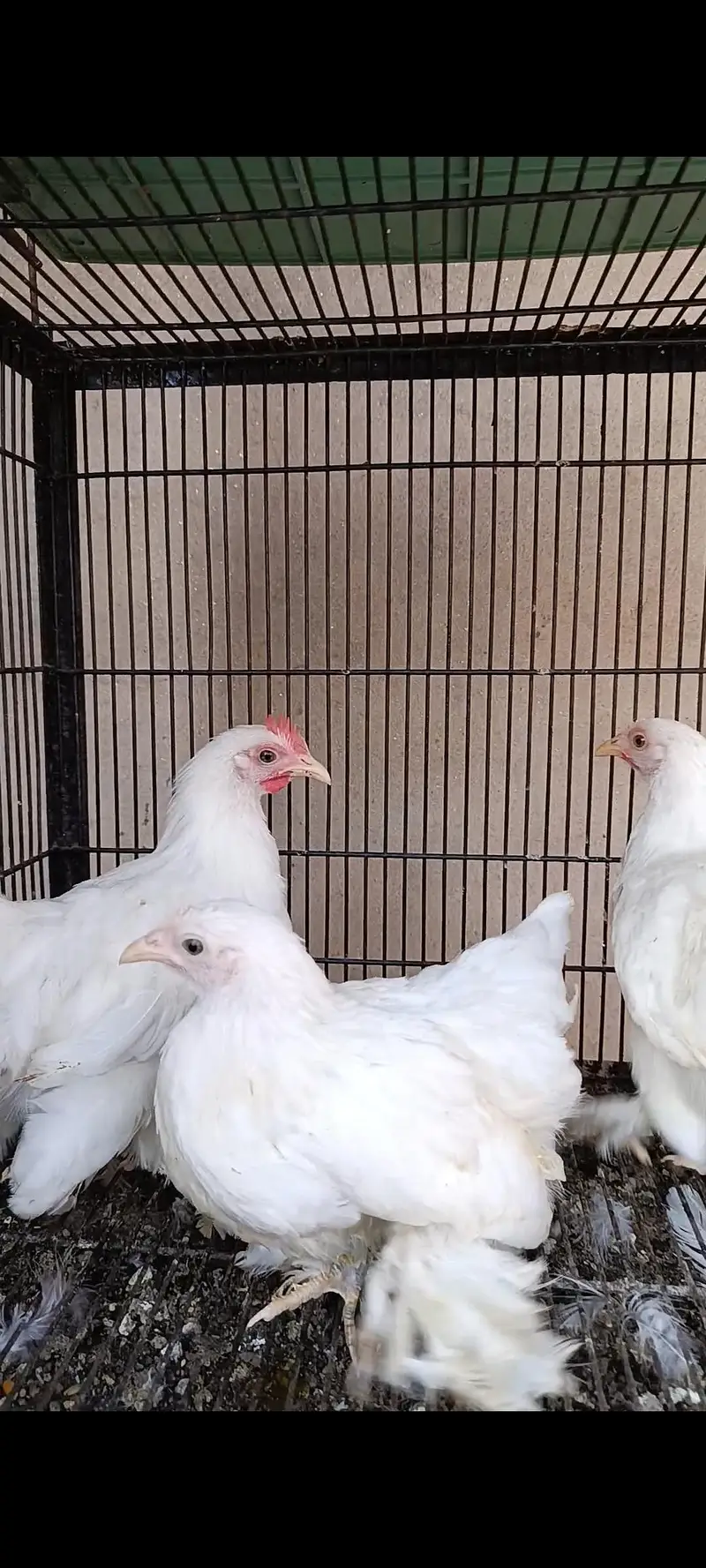 bantam | Milli flower | white silk bantam | white milli flower — photo 3