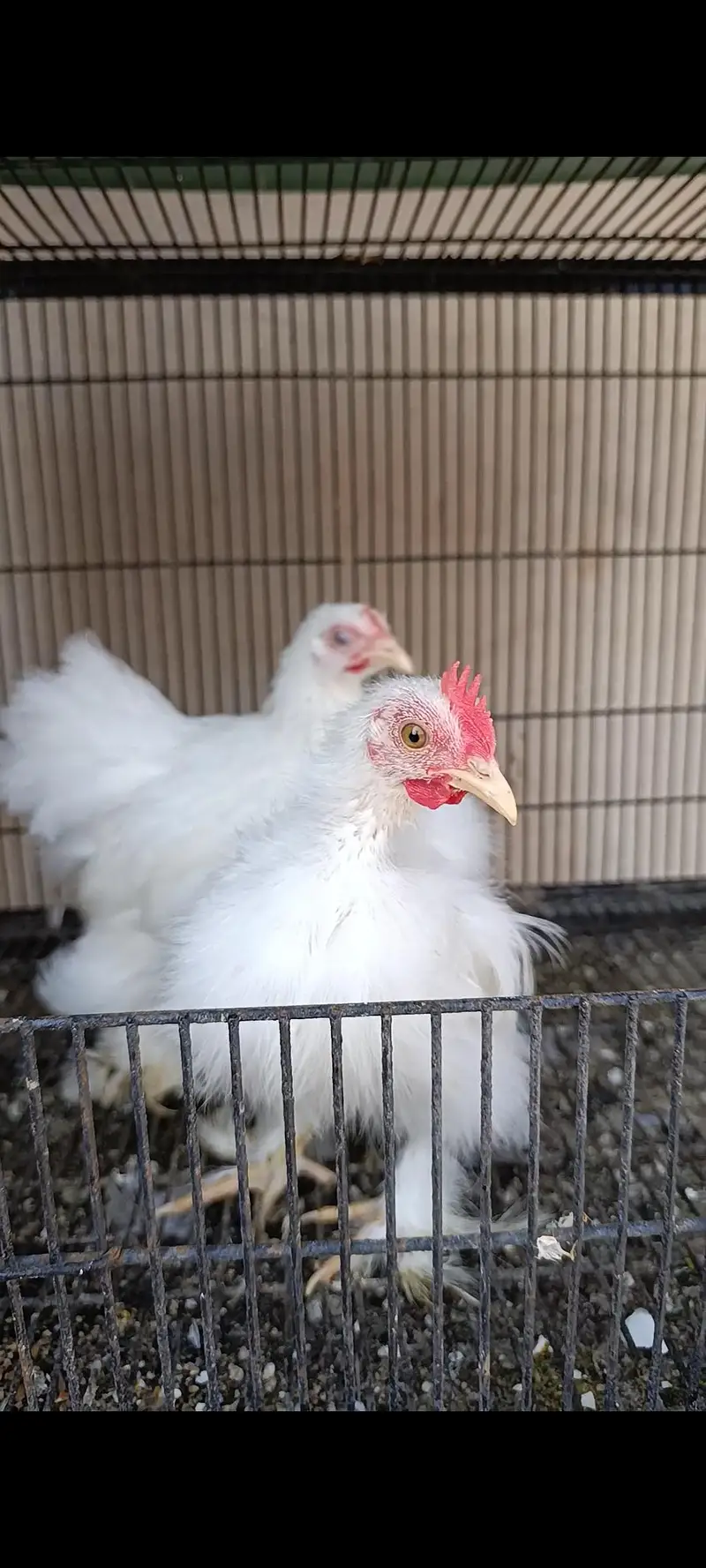 bantam | Milli flower | white silk bantam | white milli flower — photo 4