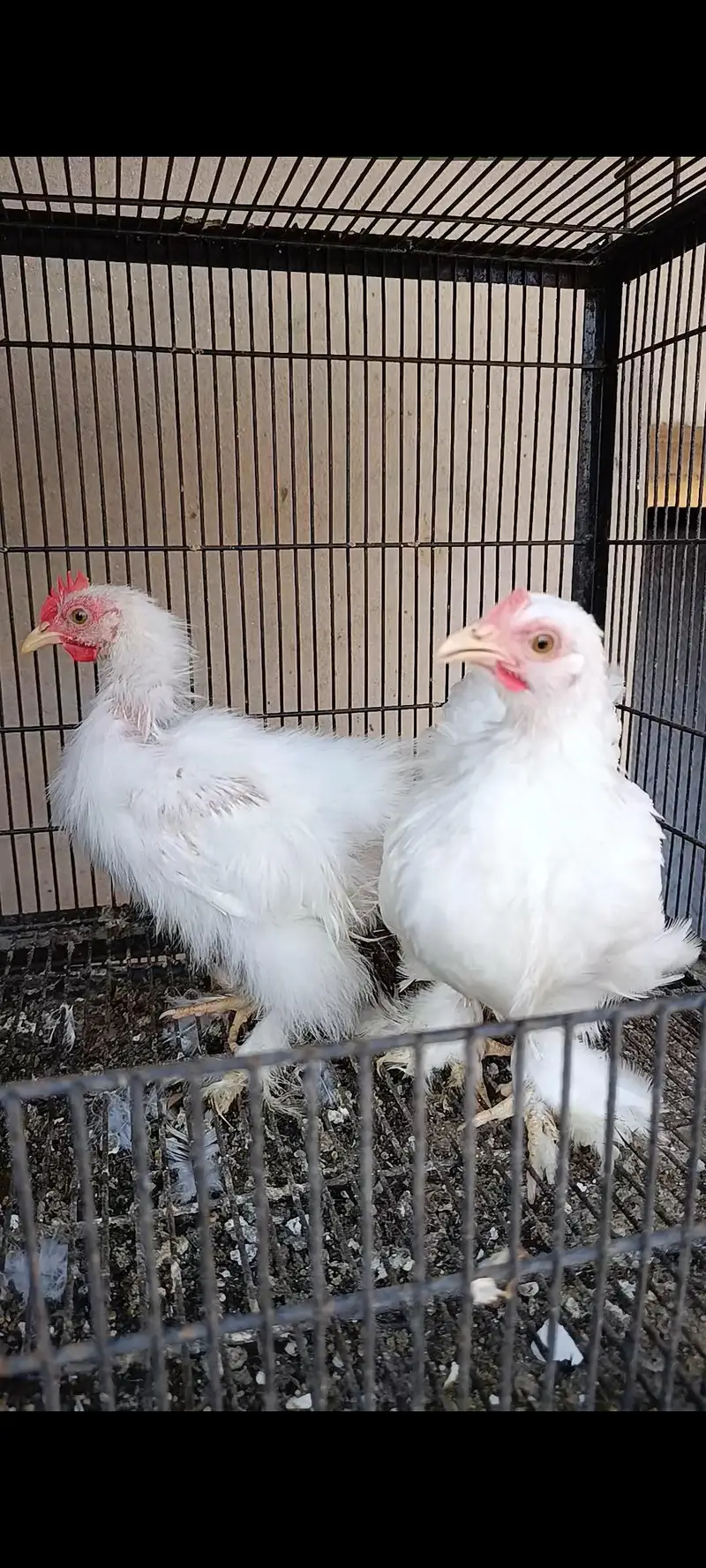 bantam | Milli flower | white silk bantam | white milli flower — photo 5