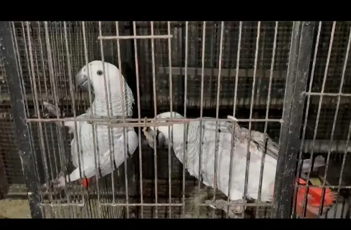 African grey parrot