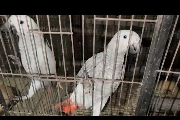 African grey parrot — photo 2