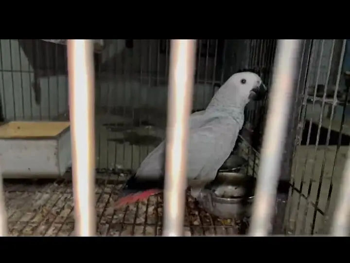 African grey parrot — photo 3