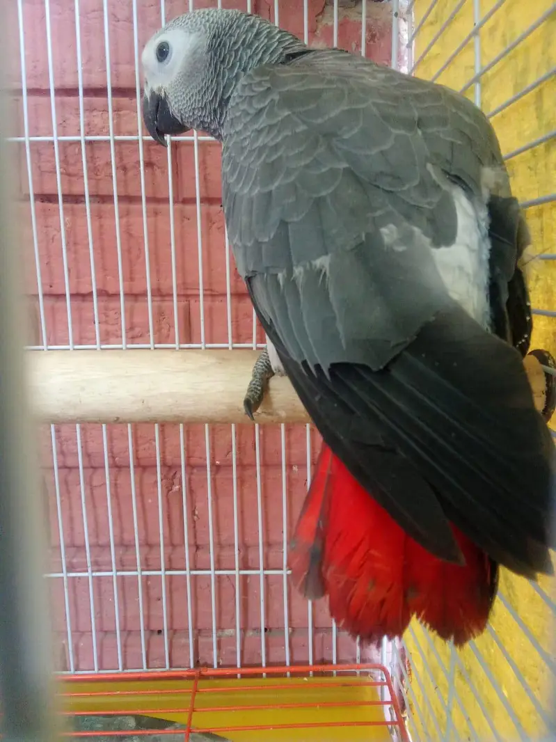 African Grey parrot