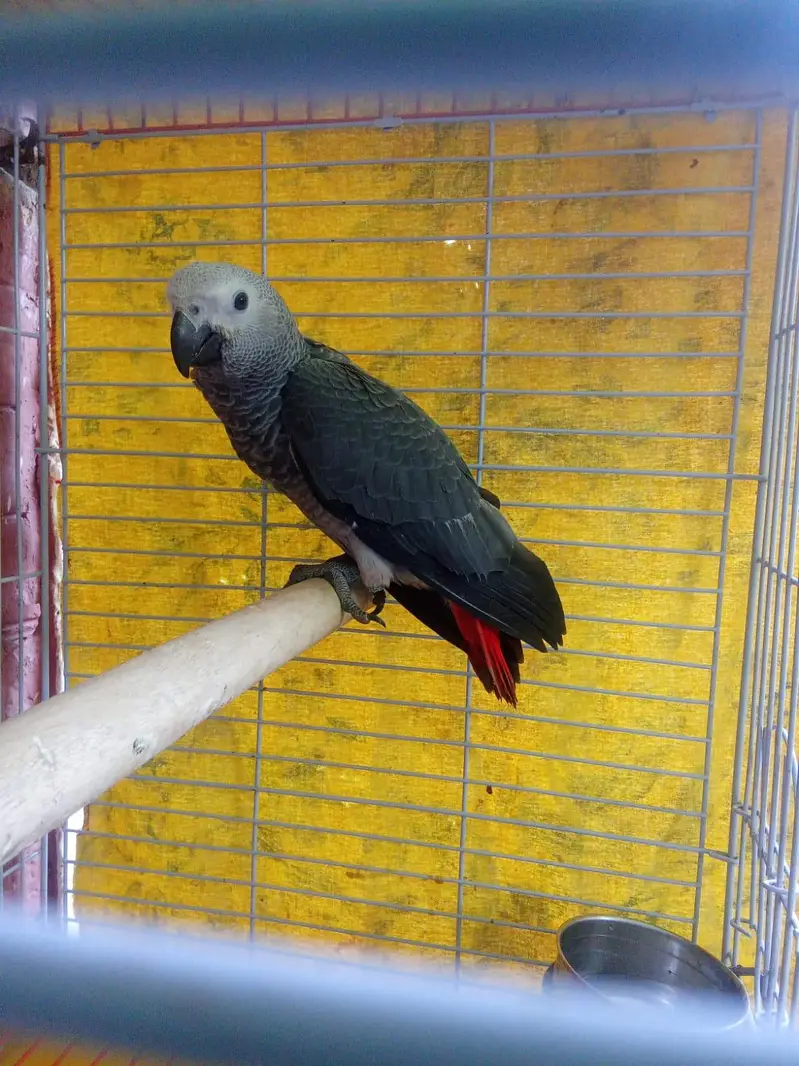 African Grey parrot — photo 3