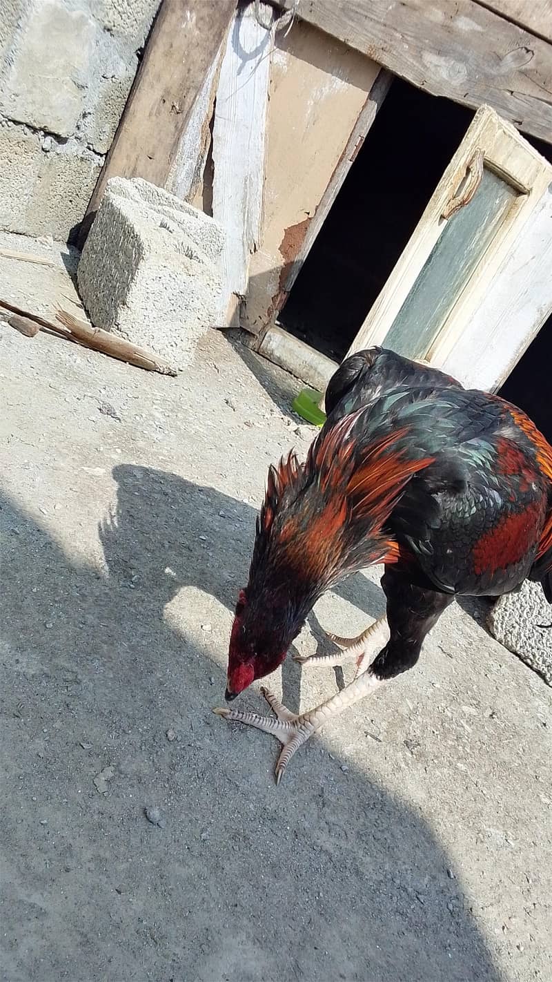 aseel murga 1