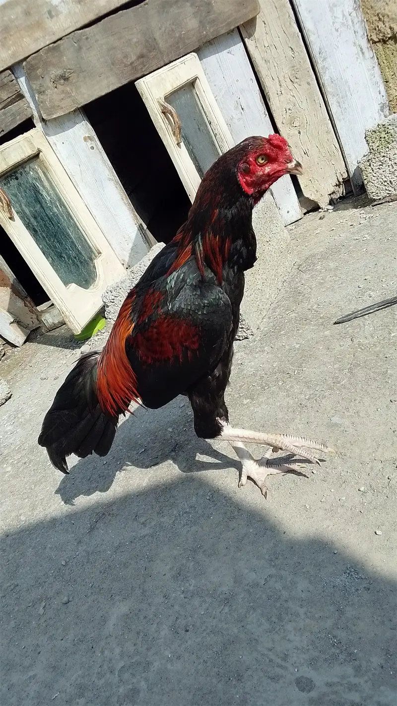 aseel murga — photo 3