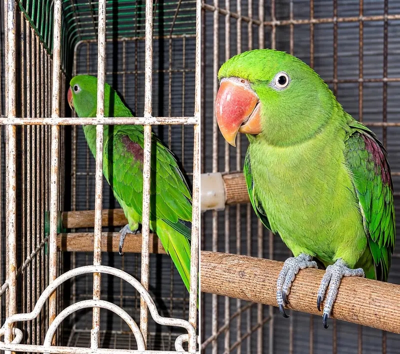 Pahari Toti