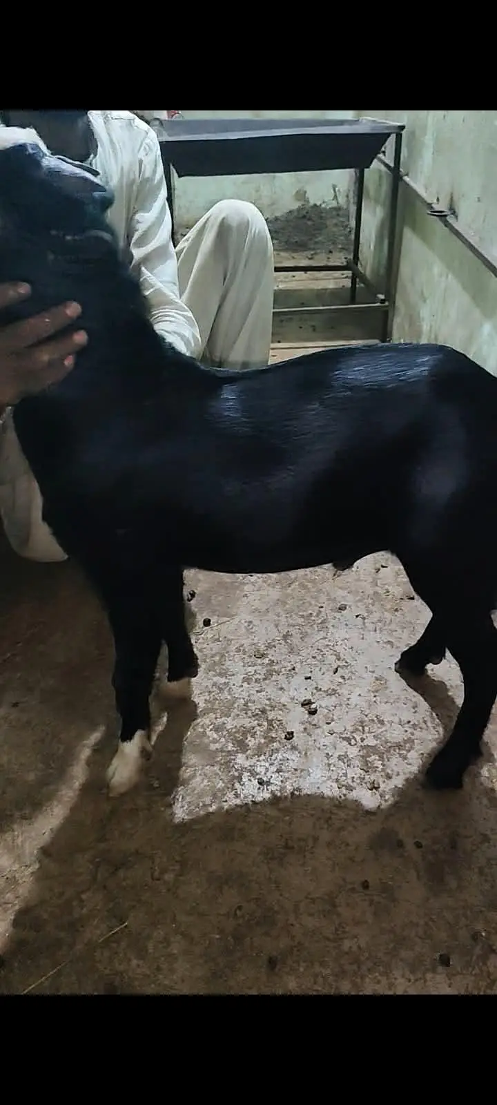 goats