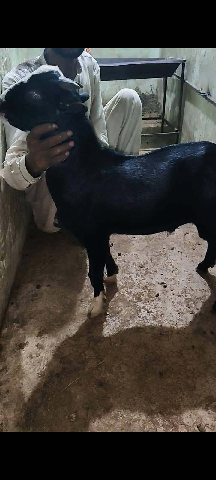 goats 1