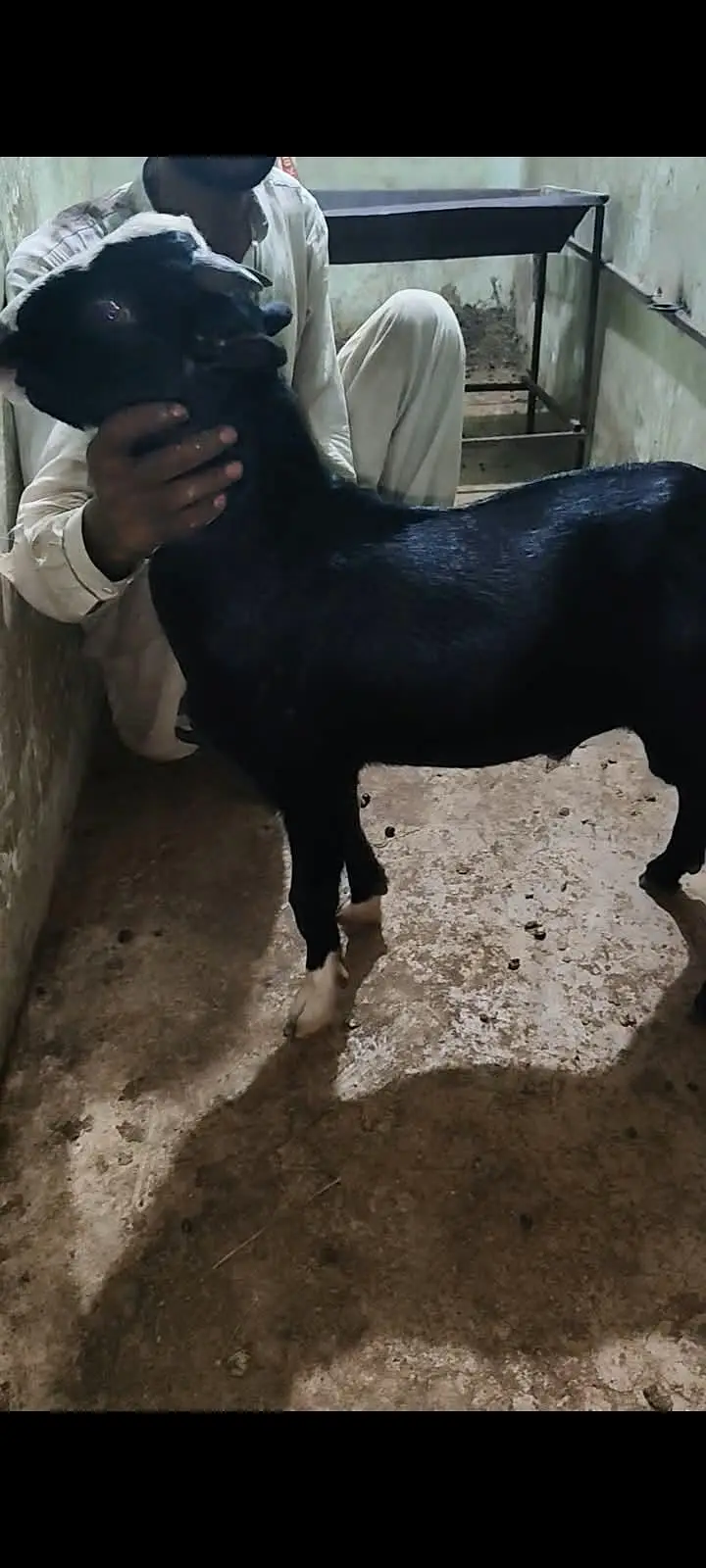 goats — photo 2