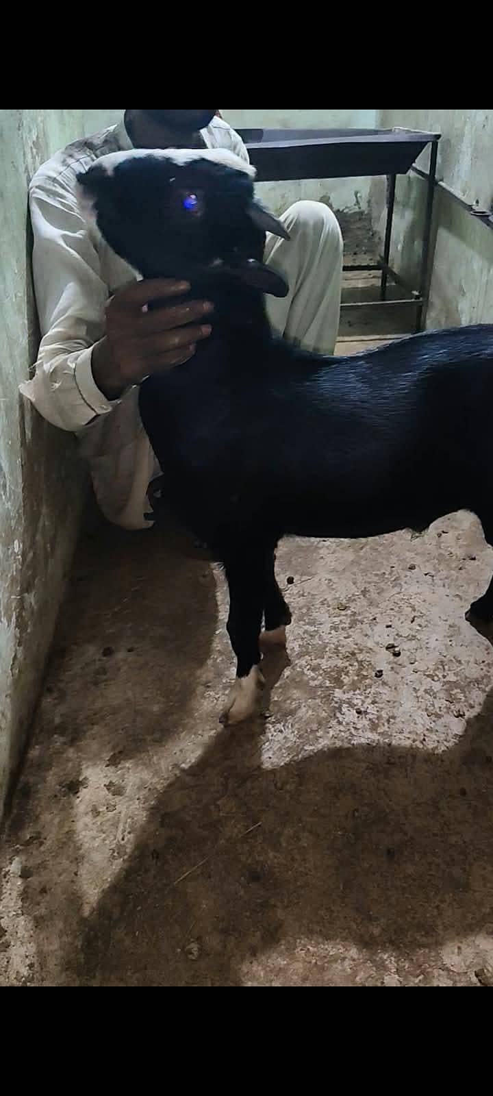 goats 2
