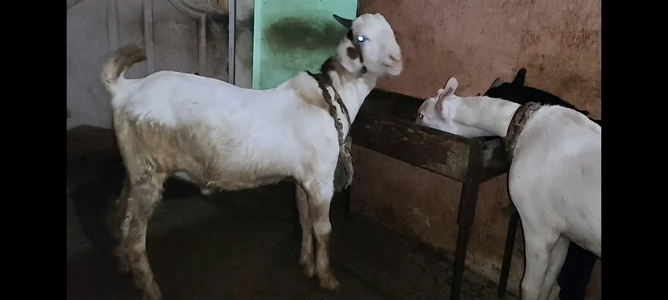 goats — photo 4