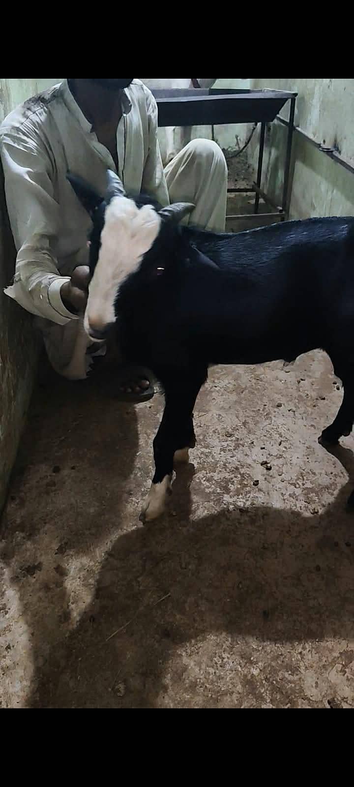 goats 4