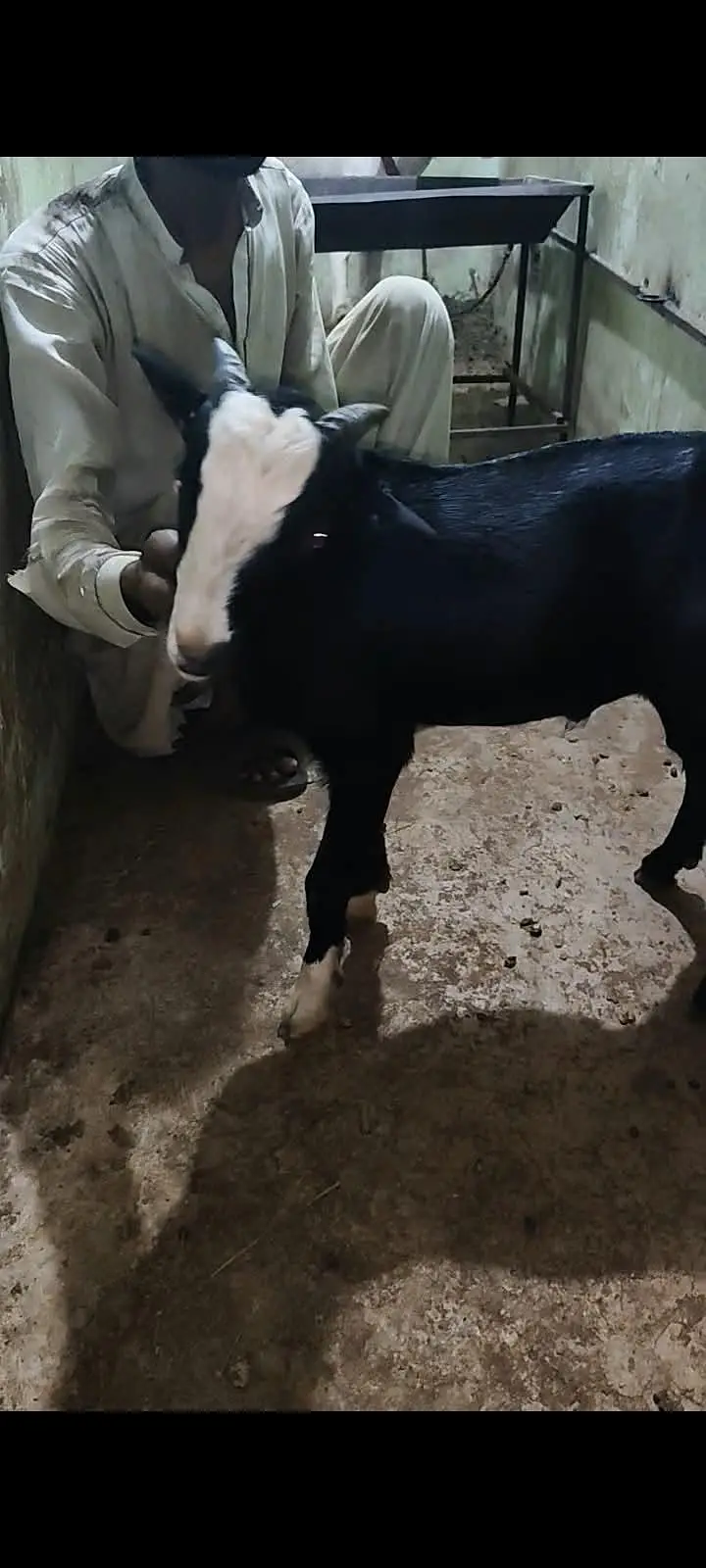 goats — photo 5