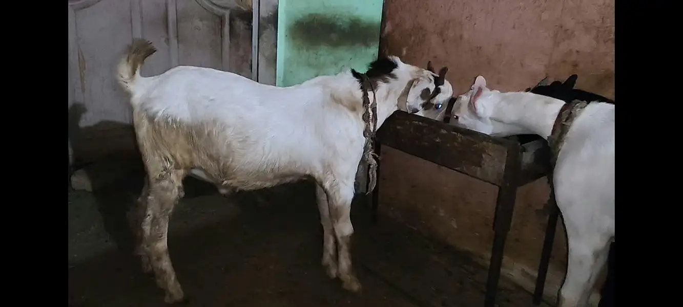 goats — photo 6