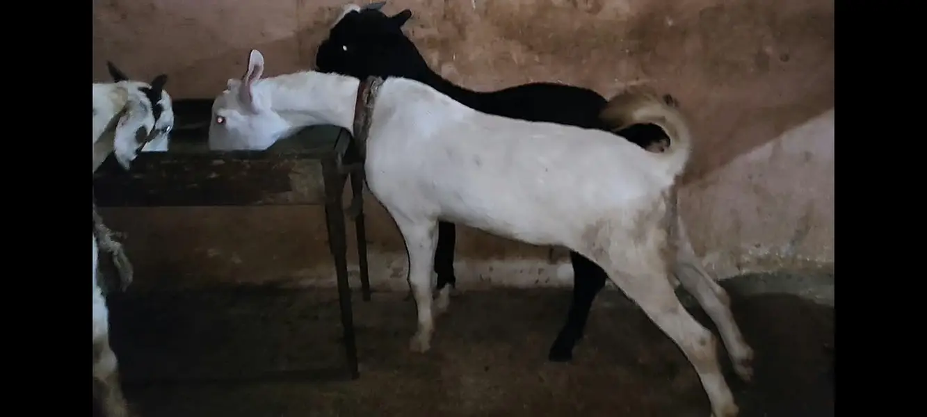 goats — photo 7