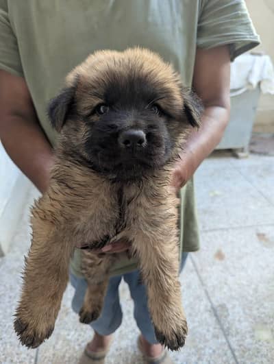 chow chow